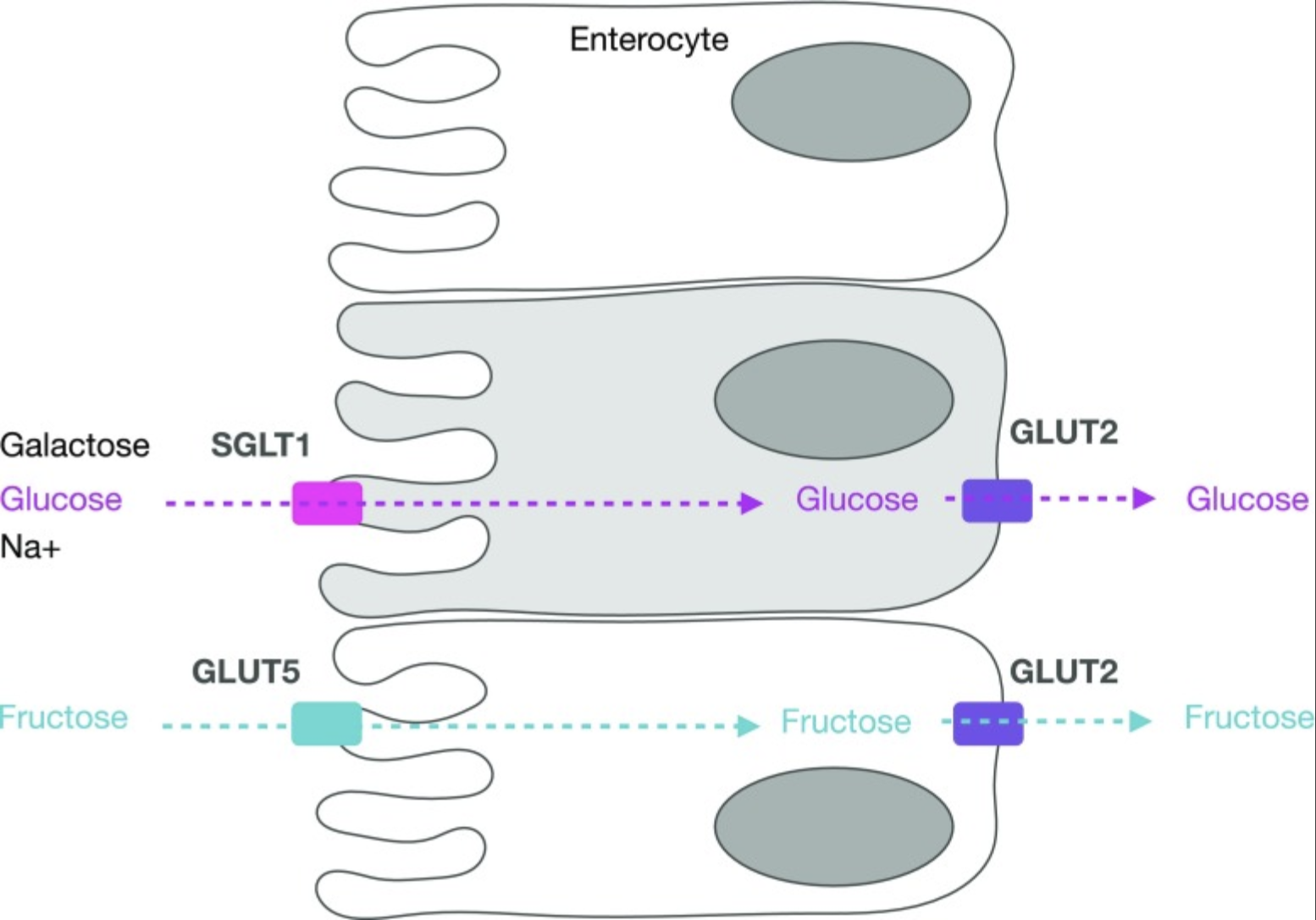Absorción de Glucosa y fructosa en el intestino